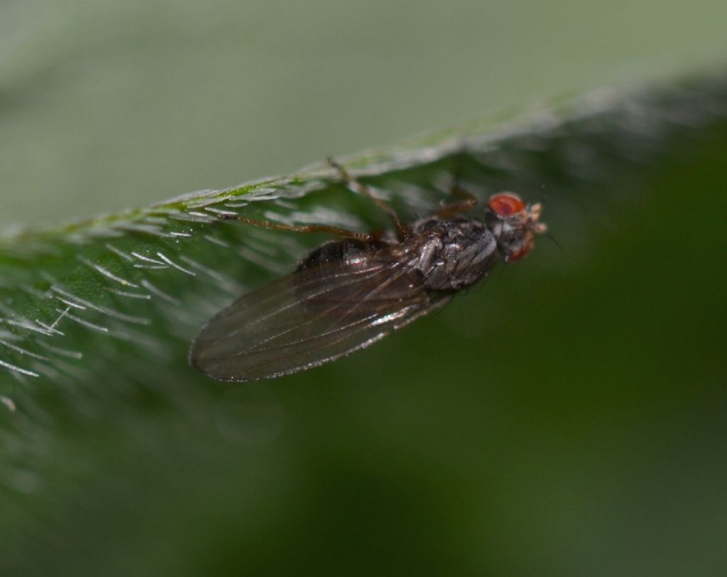 Scaptomyza sp.